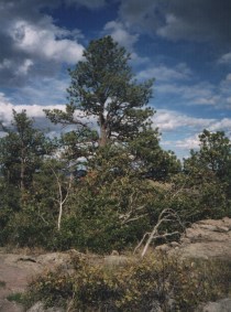 ponderosa pine1